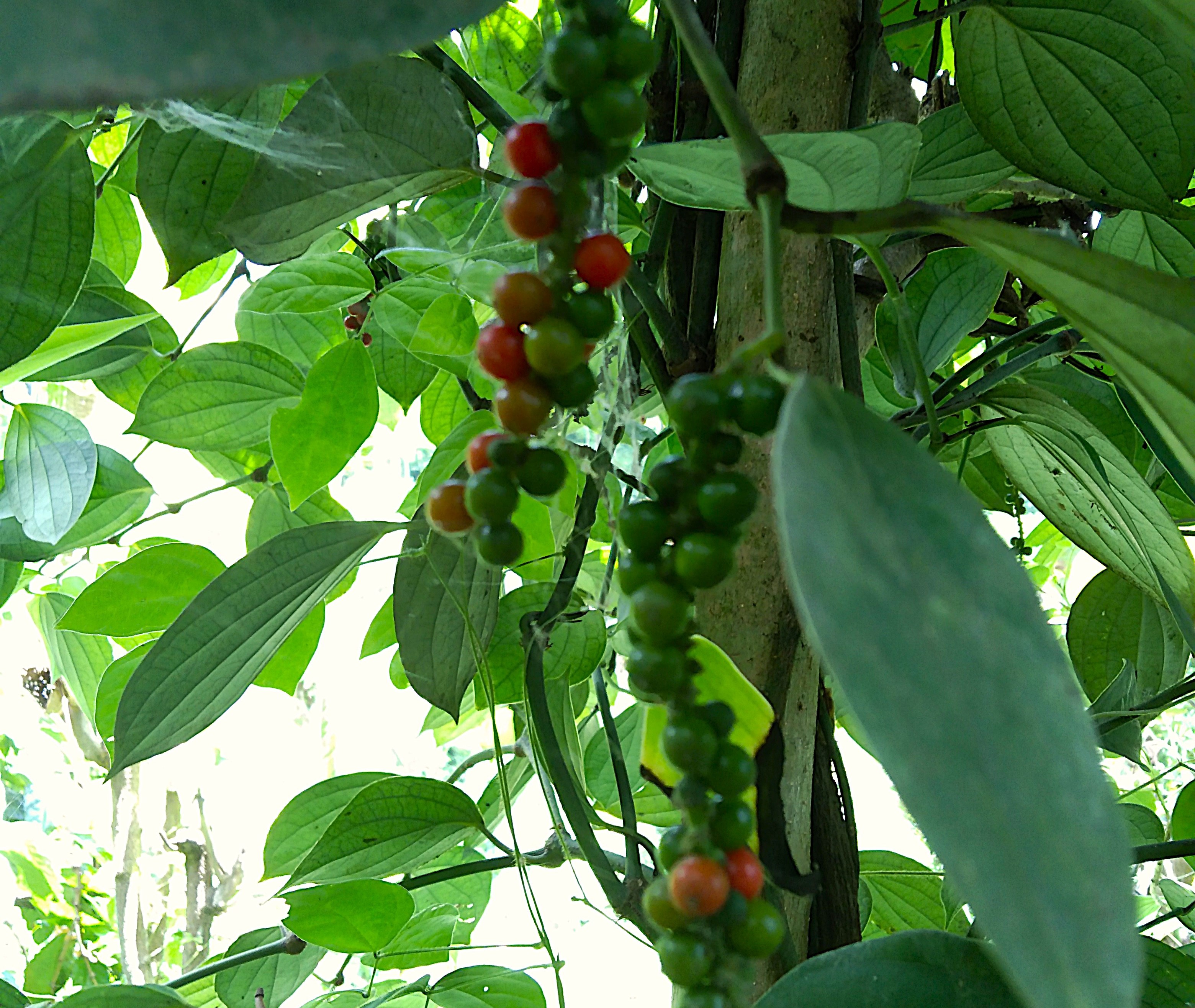 Discovering the Hidden Life of Sumberurip